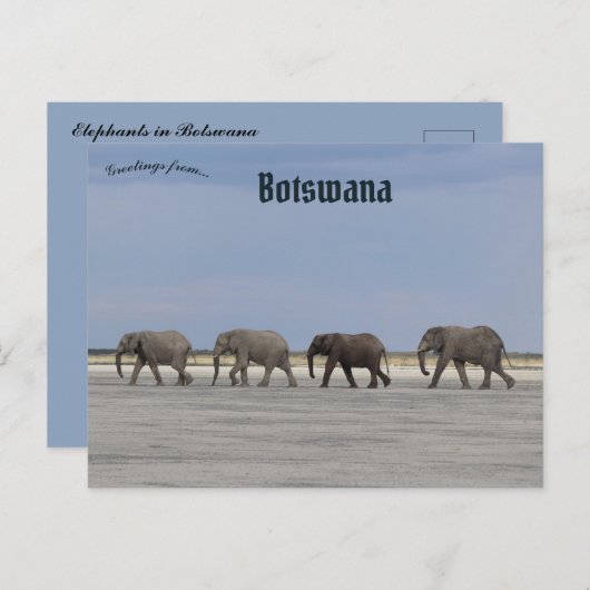Vier olifanten in het Briefkaart van Botswana (Voorkant / Achterkant)