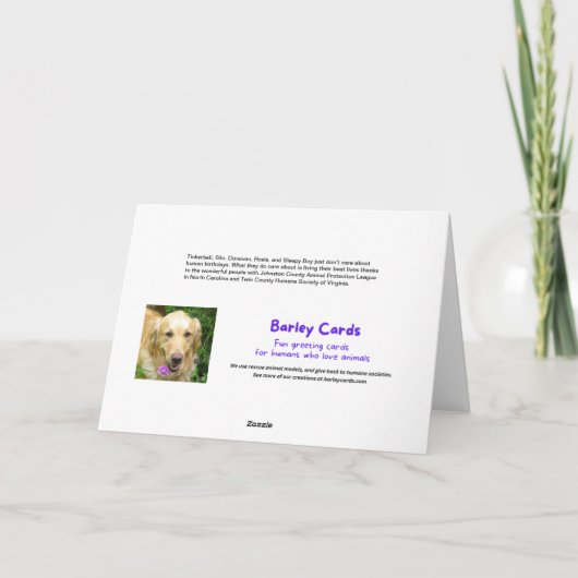 Vier op de vijf katten geeft niet om verjaardag kaart (Achterkant)