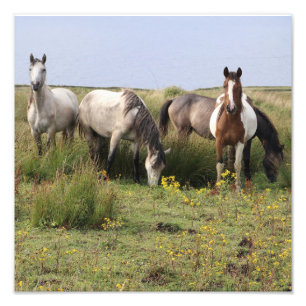 Vier paarden foto afdruk