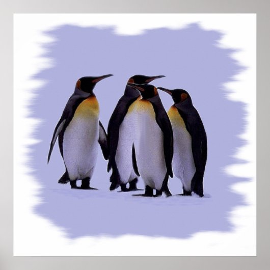 Vier pinguïns Poster 24x24 inch (Voorkant)