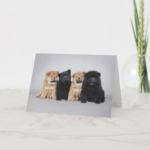 Vier "puppy" van weinig Chow-chow Kaart