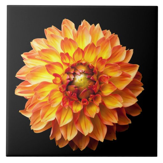 Vier Queens Dahlia Flower Tegeltje (Voorkant)