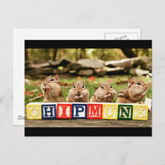 vier schattige spaanders briefkaart (Voorkant / Achterkant)