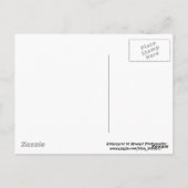 vier schattige spaanders briefkaart (Achterkant)