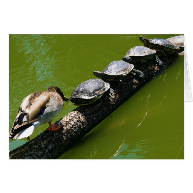 Vier schildpadden die proberen een log te doorkrui (Voorkant Horizontaal)