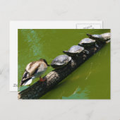 Vier schildpadden die proberen een log te doorkrui briefkaart (Voorkant / Achterkant)