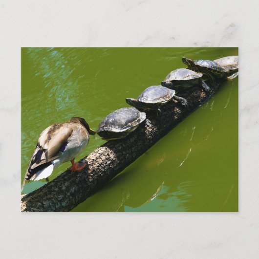 Vier schildpadden die proberen een log te doorkrui briefkaart (Voorkant)