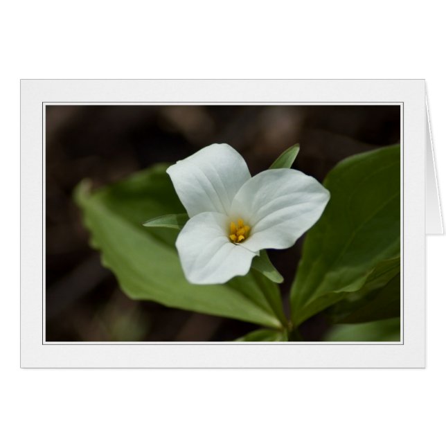 vier seizoenen op de michigan 01 - kaart (Voorkant Horizontaal)