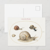 Vier slakken illustratie briefkaart (Voorkant / Achterkant)