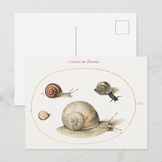 Vier slakken illustratie briefkaart (Voorkant / Achterkant)