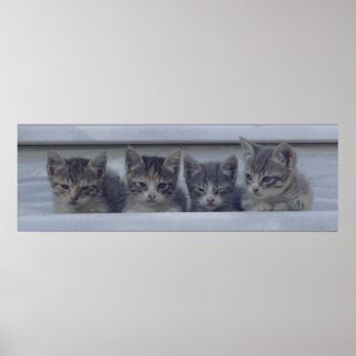 Vier Slapy Kittens in een rij Poster