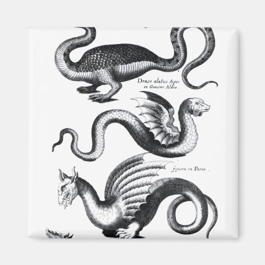 Vier soorten draak magneet (Voorkant)