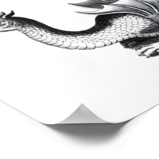 Vier soorten draak poster (Hoek)