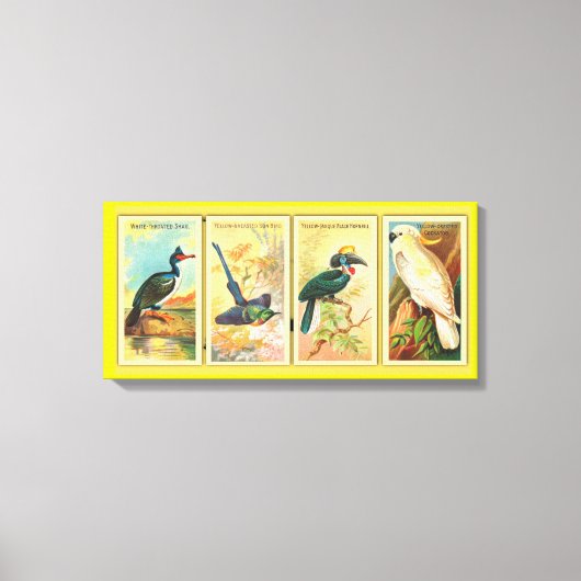  vier tropische vogels in één illustratie canvas afdruk (Voorkant)