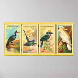  vier tropische vogels in één illustratie poster