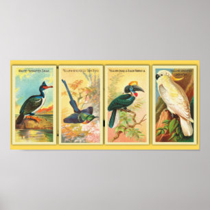  vier tropische vogels in één illustratie poster