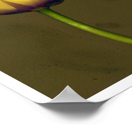 Vier tulpen poster (Hoek)