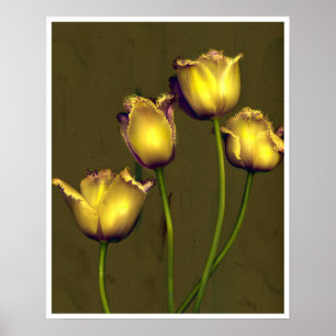 Vier tulpen poster