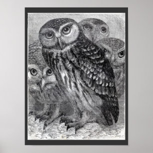 Vier Uilen Vintage Zwart en Wit Poster
