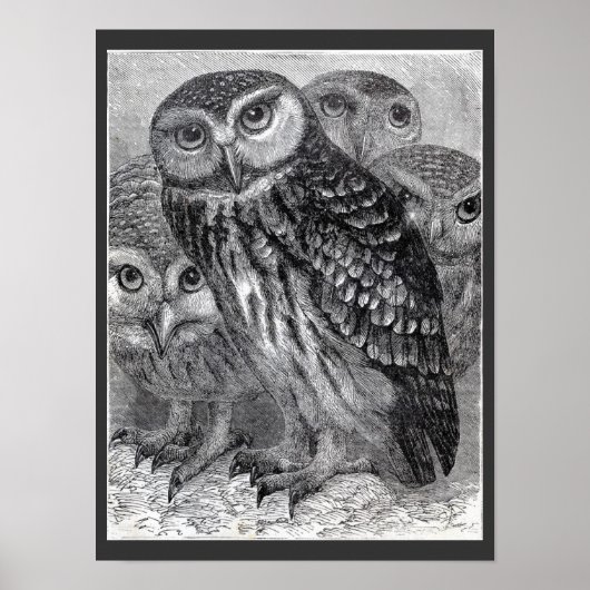 Vier Uilen Vintage Zwart en Wit Poster (Voorkant)