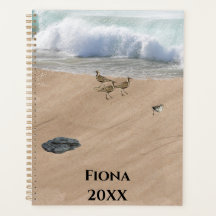 Vier Vogels op een Strand