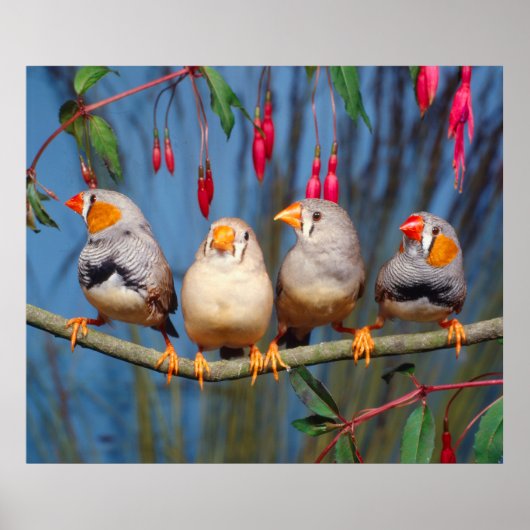 vier Zebrafinken nebeneinander auf Ast sitzend Poster (Voorkant)