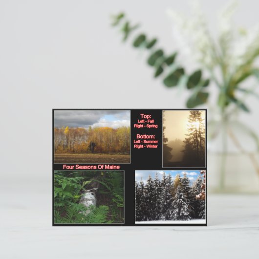 Vier zeesoorten van maïs briefkaart (Staand voorkant)