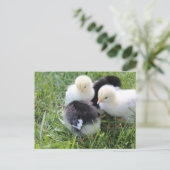 Vier zwarte en gele Baby kipkuikens Briefkaart (Staand voorkant)