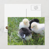 Vier zwarte en gele Baby kipkuikens Briefkaart (Voorkant / Achterkant)