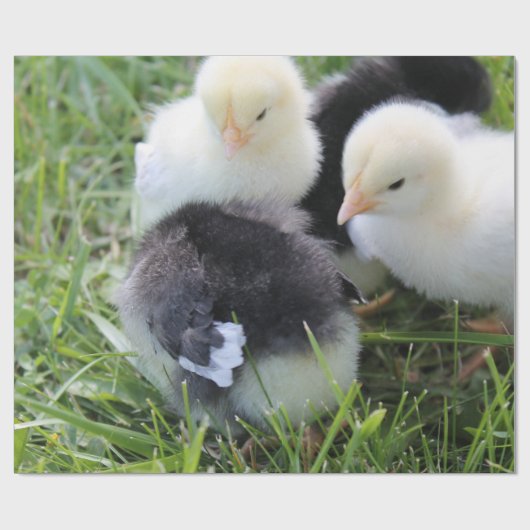 Vier zwarte en gele Baby kipkuikens Cadeaupapier (Vlak)