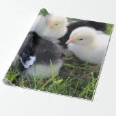 Vier zwarte en gele Baby kipkuikens Cadeaupapier (Uitgerold)