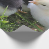 Vier zwarte en gele Baby kipkuikens Cadeaupapier (Hoek)