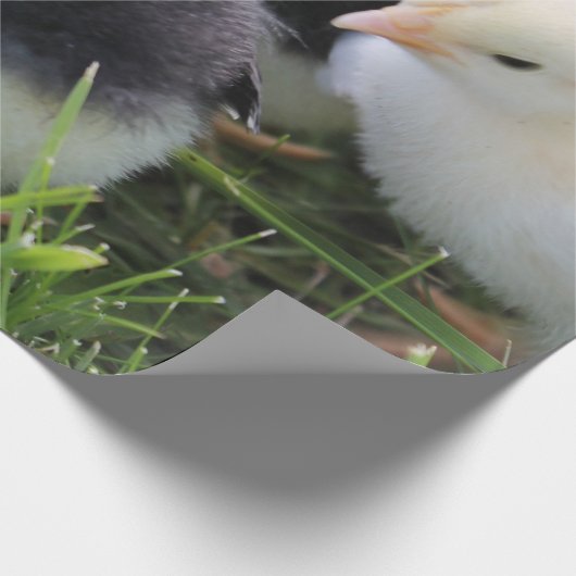 Vier zwarte en gele Baby kipkuikens Cadeaupapier (Hoek)