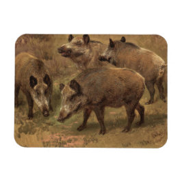 Vier zwijnen in een Frans landschap (door Rosa Bon Magneet