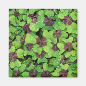 Vierbladige klaverplek, klaverzuring, met dauw magneet (Voorkant)