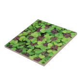 Vierbladige klaverplek, klaverzuring, met dauw tegeltje (Zijkant)