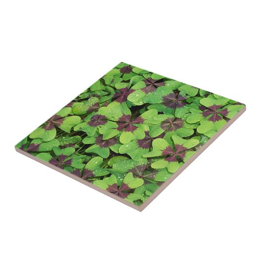 Vierbladige klaverplek, klaverzuring, met dauw tegeltje (Zijkant)