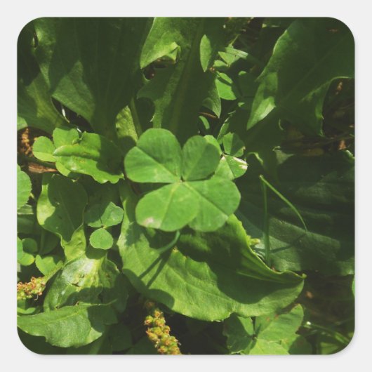 Vierbladklaver Vierkante Sticker (Voorkant)