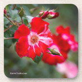 Vierde juli Shrub Bier Onderzetter (Voorkant)