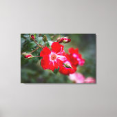 Vierde juli Shrub Canvas Afdruk (Voorkant)