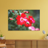 Vierde juli Shrub Canvas Afdruk (Insitu (Woonkamer))