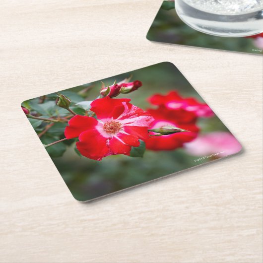 Vierde juli Shrub Kartonnen Onderzetters (Schuin)