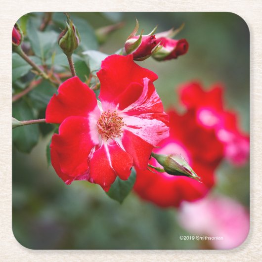 Vierde juli Shrub Kartonnen Onderzetters (Voorkant)