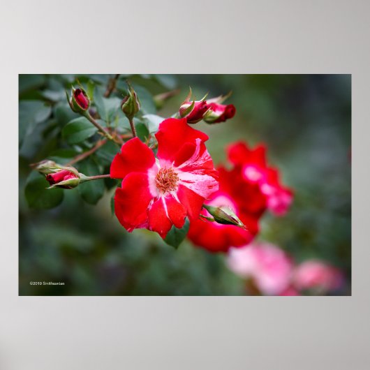 Vierde juli Shrub Poster (Voorkant)