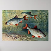 vierde reeks onderwaterwereld van vier poster (Voorkant)