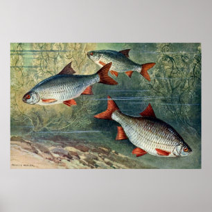 vierde reeks onderwaterwereld van vier poster