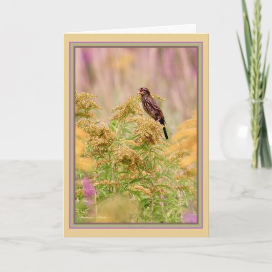 Vieren gal-birds: Vrouw-Red-wing black bird: Kaart (Voorkant)