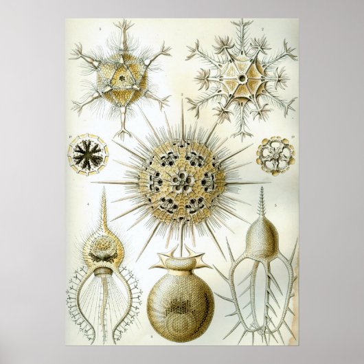  vierkant illustratie poster (Voorkant)