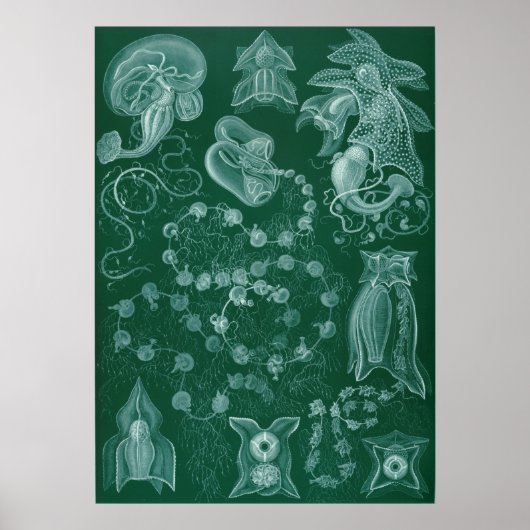  vierkant illustratie poster (Voorkant)