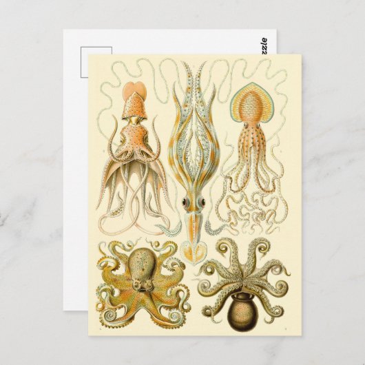  vierkant/octopus briefkaart (Voorkant / Achterkant)